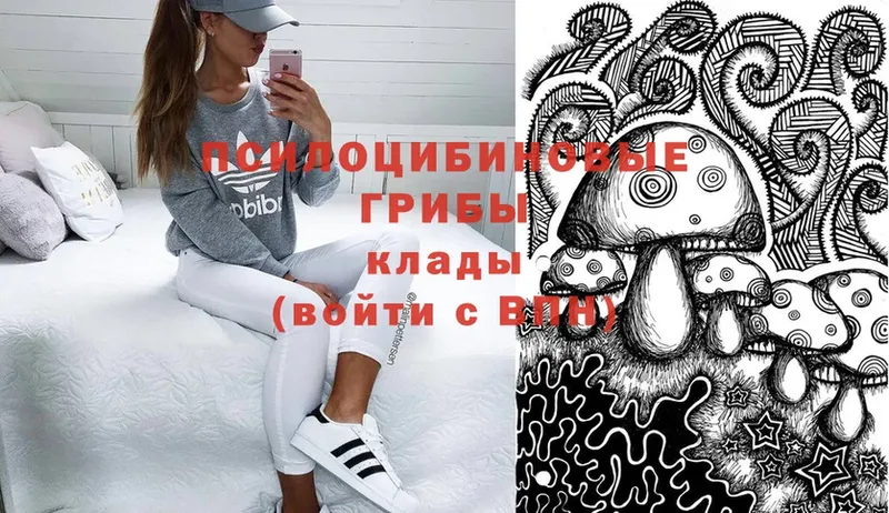 где продают наркотики  Харовск  Галлюциногенные грибы Psilocybe 